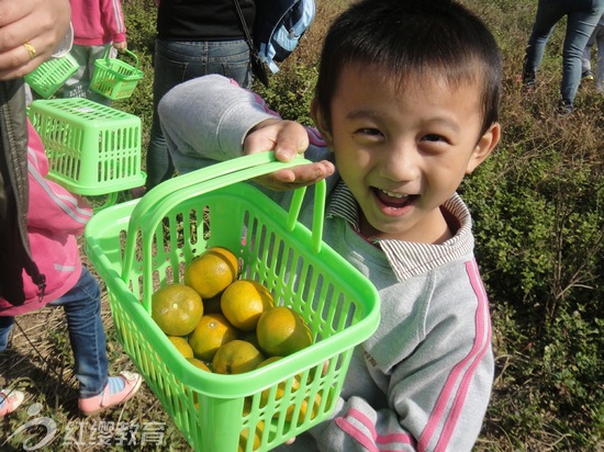 江西南昌红缨雨露幼儿园组织秋游采摘活动_连