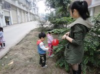 采摘树叶